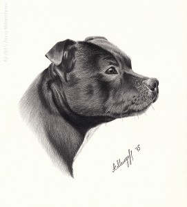 Staffordshire-Bull-Terrier-drawing                       