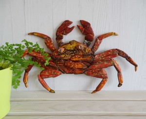 Sally Lightfoot Crab            